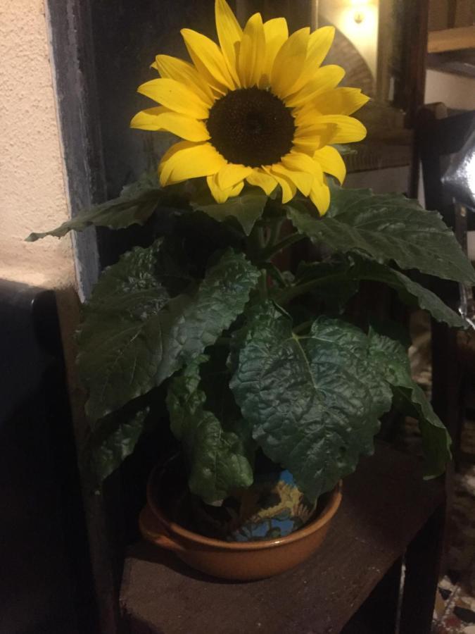 Bed and Breakfast Il Girasole Semorile Экстерьер фото